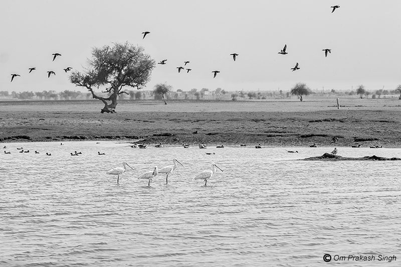 Viprasar as the hub of a rich biodiversity that includes several migratory bird species in Netsi village, Thar Desert, Jaisalmer, Rajasthan, India
